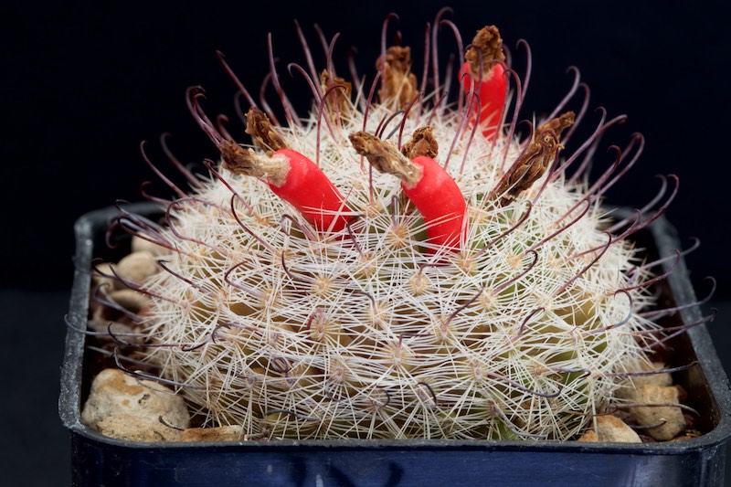 Mammillaria grahamii 