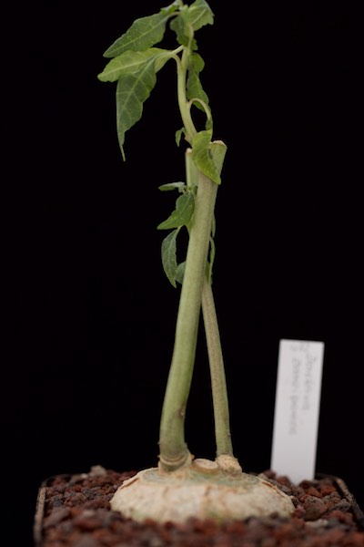 Dorstenia zanzibarica 