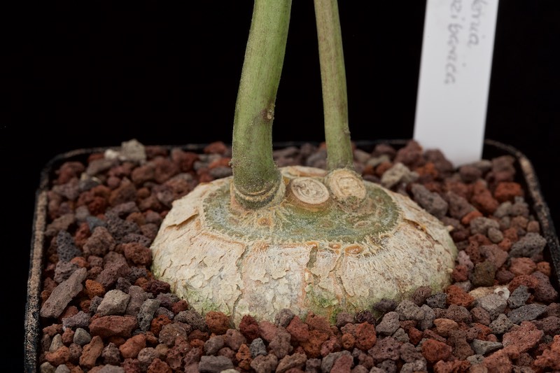 Dorstenia zanzibarica 