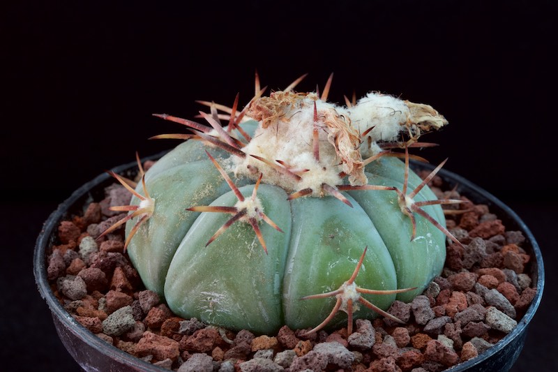 Echinocactus horizonthalonius PAN 183