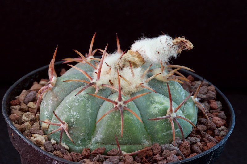 Echinocactus horizonthalonius PAN 183