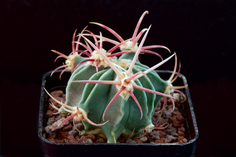 Echinocactus parryi SB 59