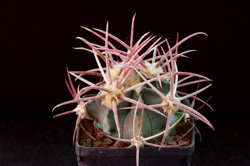 Echinocactus parryi SB 59