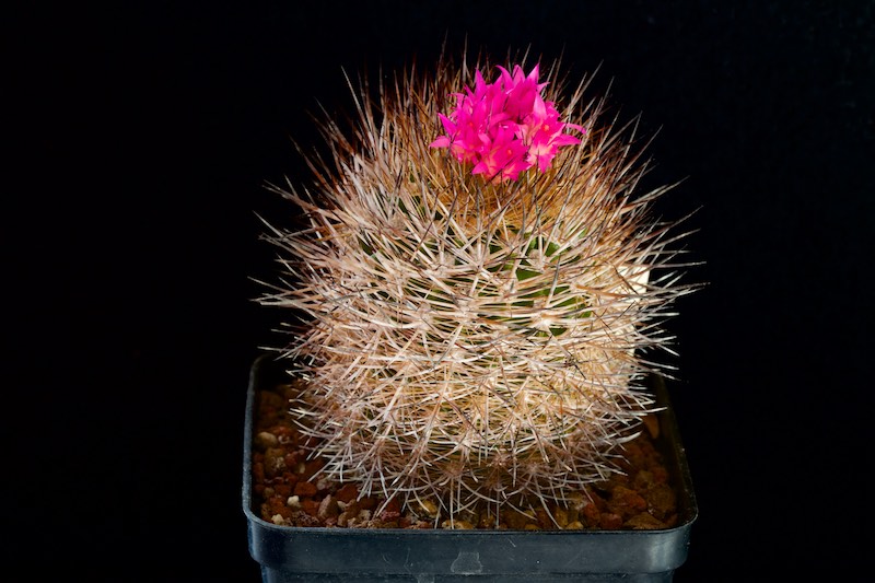 Neoporteria litoralis 