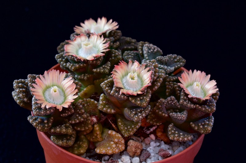 Titanopsis calcarea SB 1111