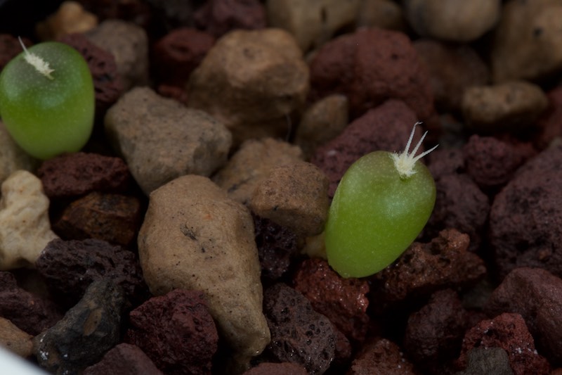 Echinocactus horizonthalonius 