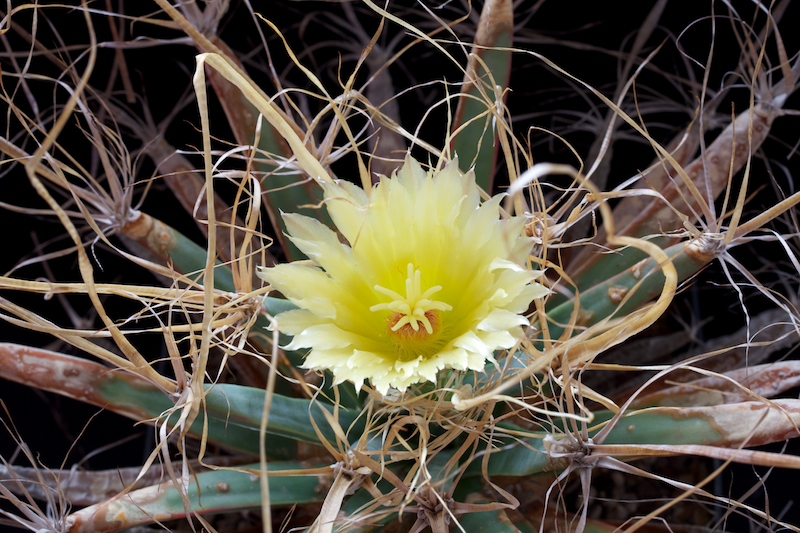 Leuchtenbergia principis 