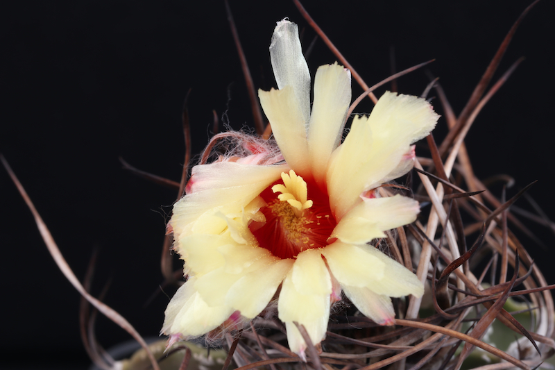 Astrophytum capricorne 