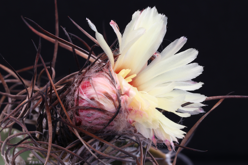 Astrophytum capricorne 