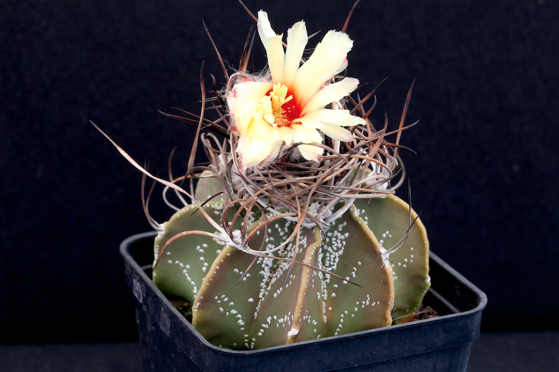 Astrophytum capricorne 