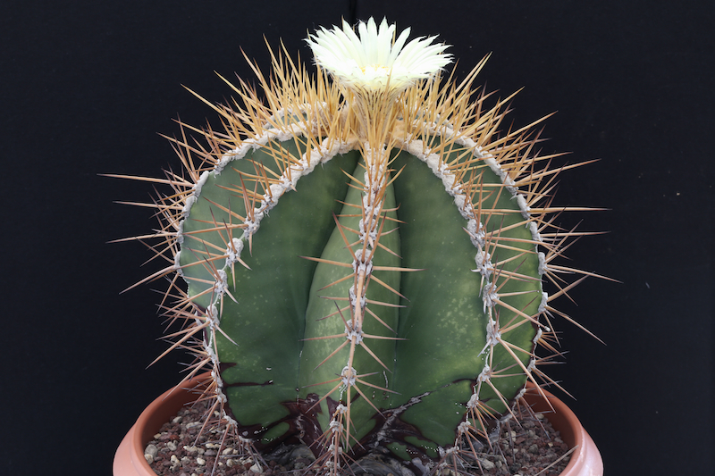 Astrophytum ornatum 