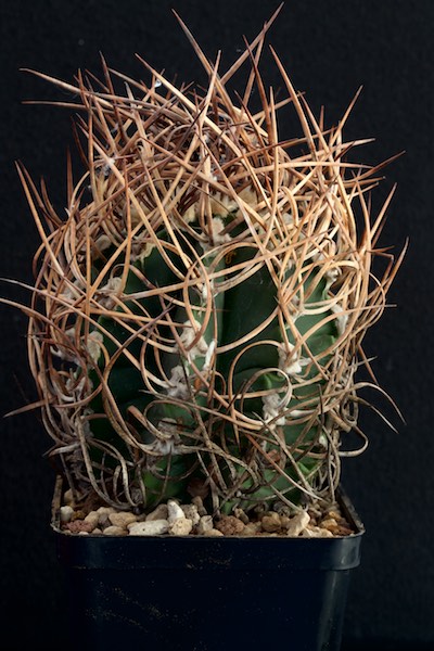 Astrophytum capricorne v. crassispinum 