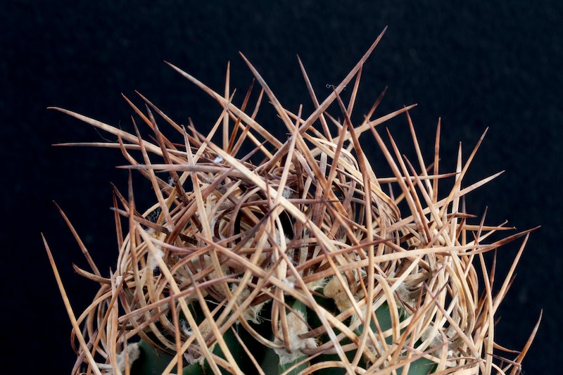 Astrophytum capricorne v. crassispinum 