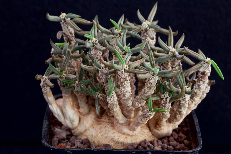 Euphorbia cylindrifolia ssp. tuberifera 