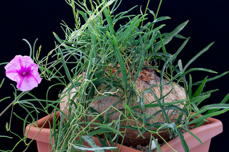 Ipomoea bolusii 