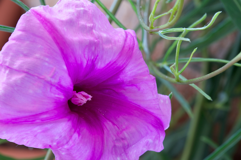 Ipomoea bolusii 