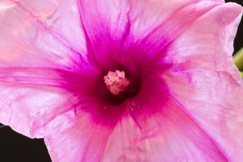 Ipomoea bolusii 