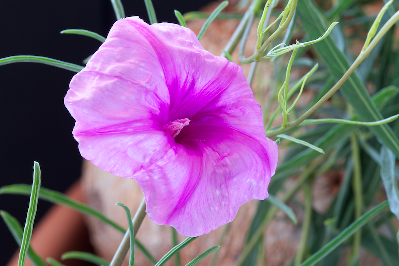 Ipomoea bolusii 