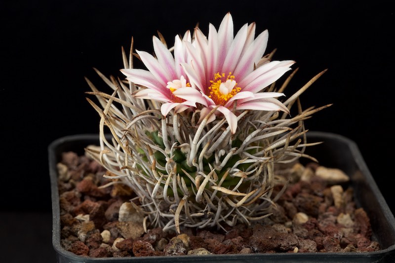 Turbinicarpus schmiedickeanus SB 755