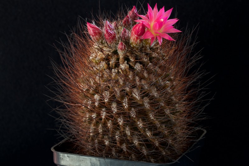 Neoporteria villosa 