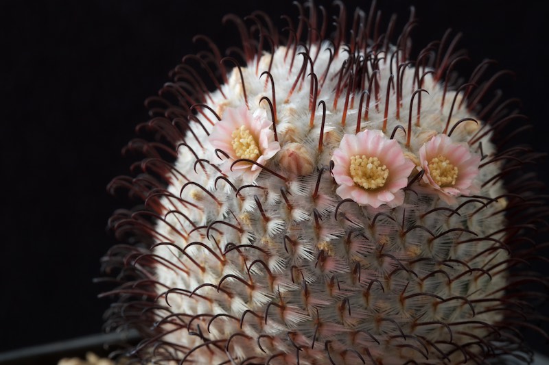 Mammillaria perezdelarosae 