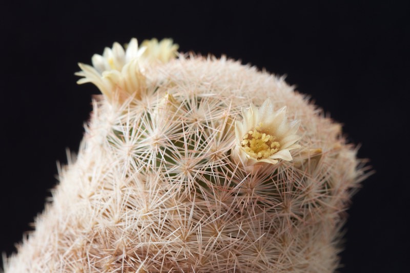 Mammillaria magallanii 