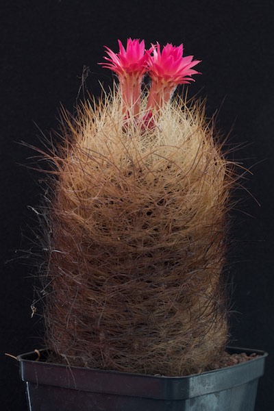 Neoporteria senilis 