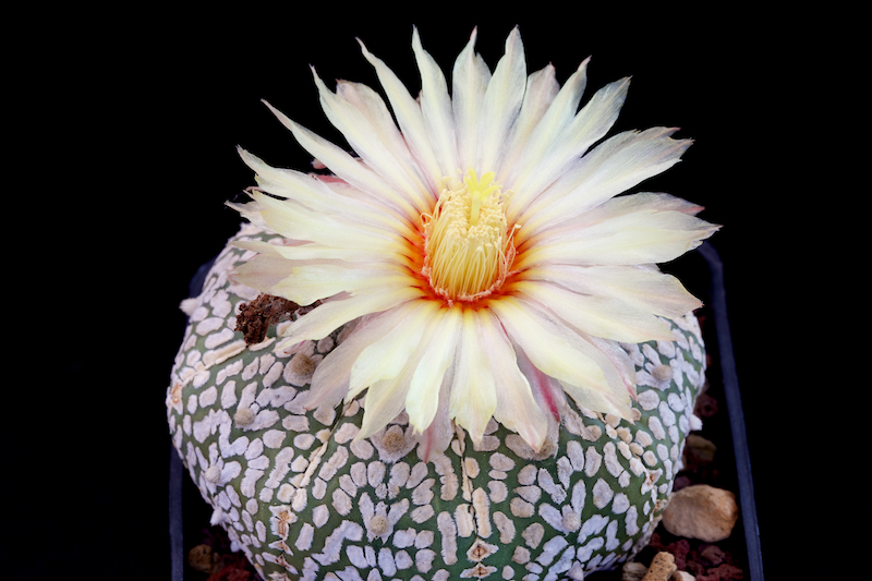 Astrophytum asterias cv. super kabuto v-type 