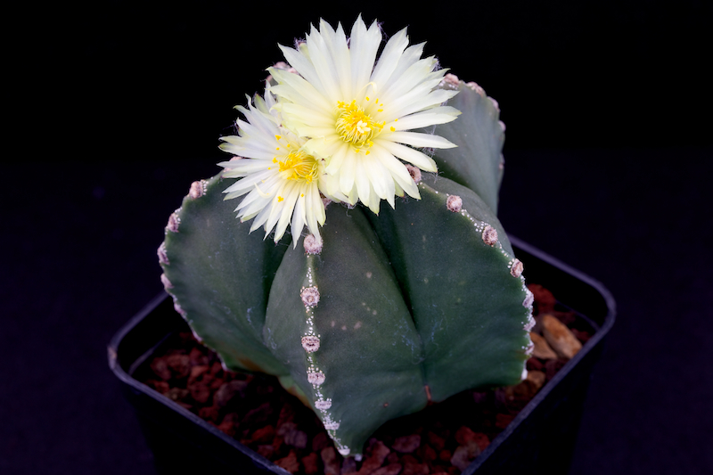 Astrophytum myriostigma v. nudum 