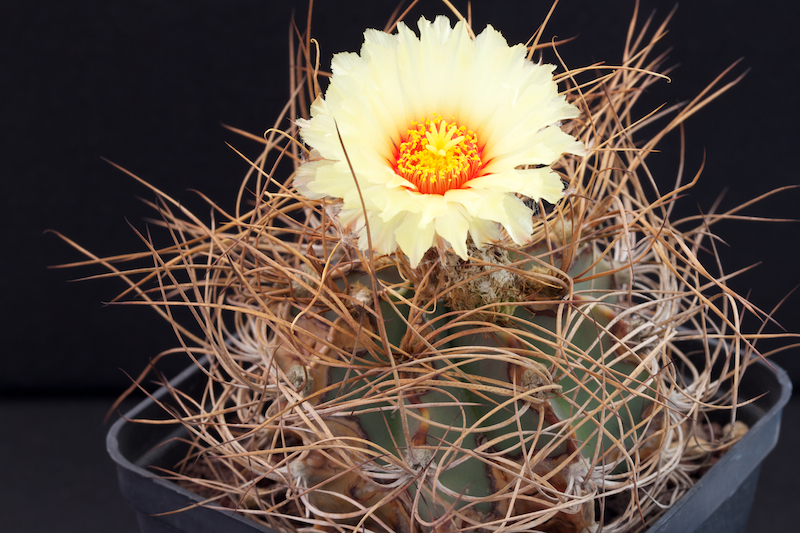 Astrophytum capricorne v. aureum 