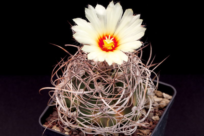 Astrophytum capricorne v. crassispinum 