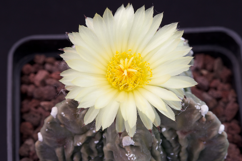 Astrophytum myriostigma cv. fukuryu 