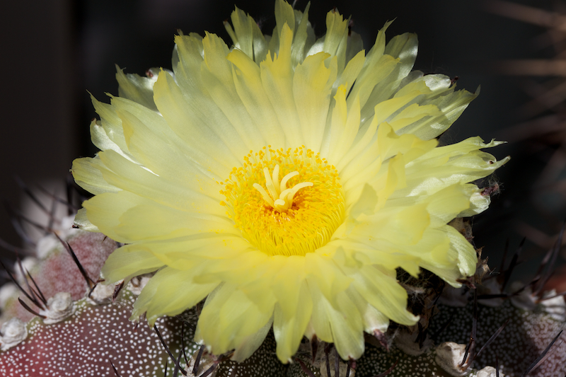 Astrophytum myriostigma x ornatum 