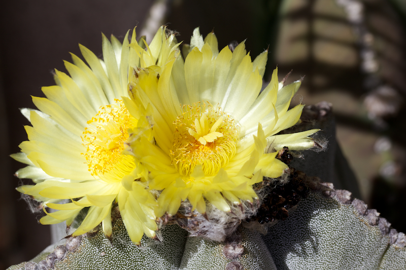 Astrophytum myriostigma 