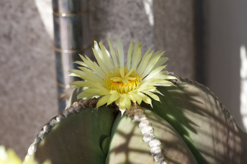 Astrophytum myriostigma v. nudum 