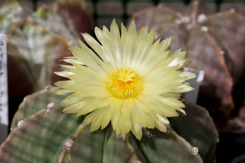 Astrophytum myriostigma v. nudum 