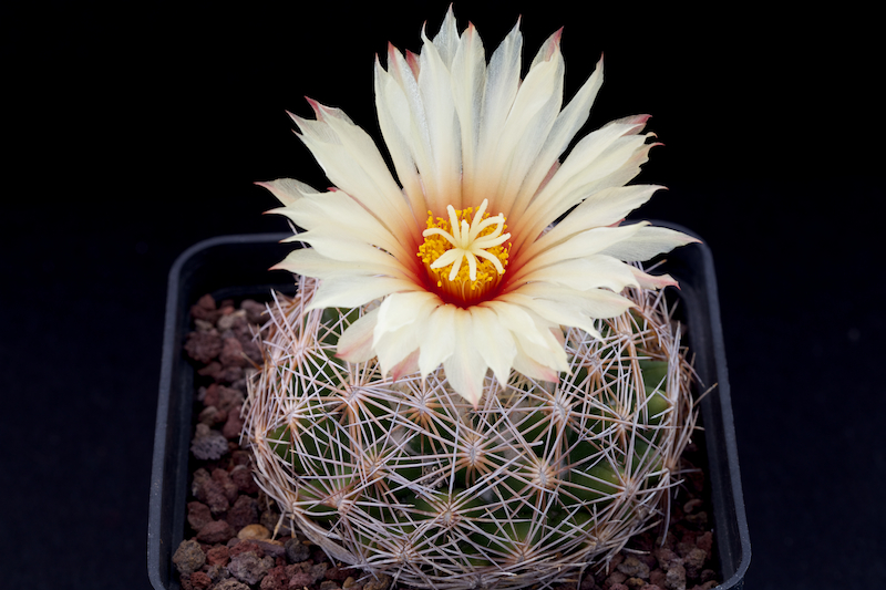 Coryphantha retusa 