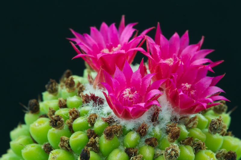 Mammillaria polythele cv. nuda 