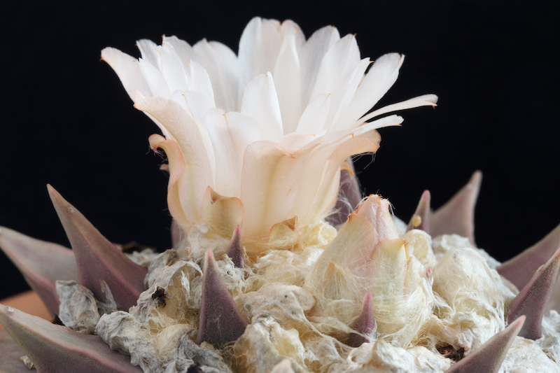 Ariocarpus retusus 