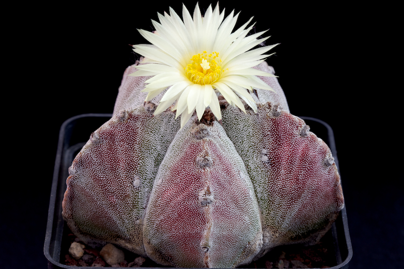 Astrophytum myriostigma v. potosinum 