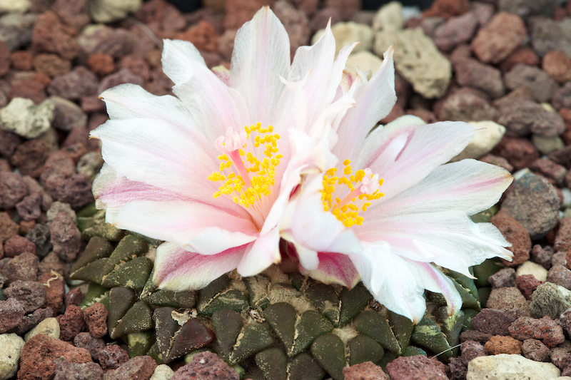 Ariocarpus kotschoubeyanus v. albiflorus 