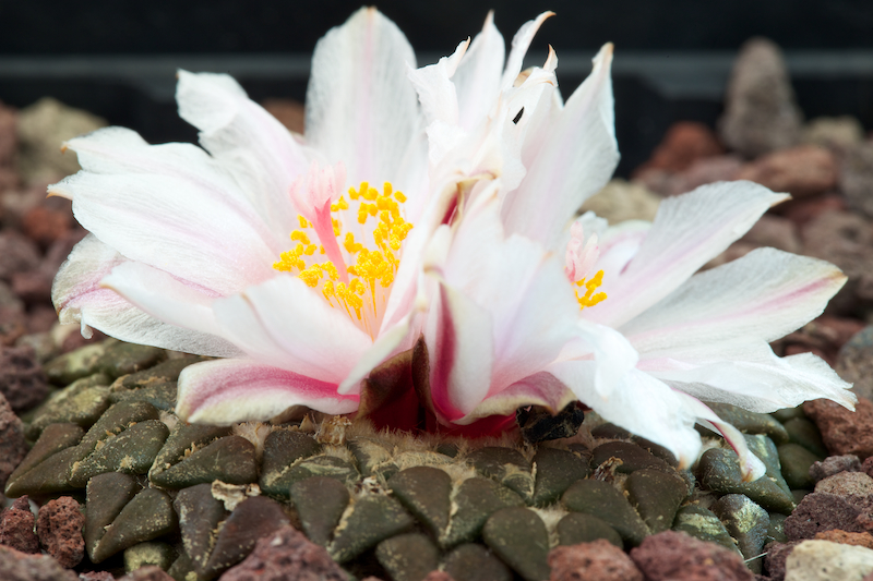 Ariocarpus kotschoubeyanus v. albiflorus 