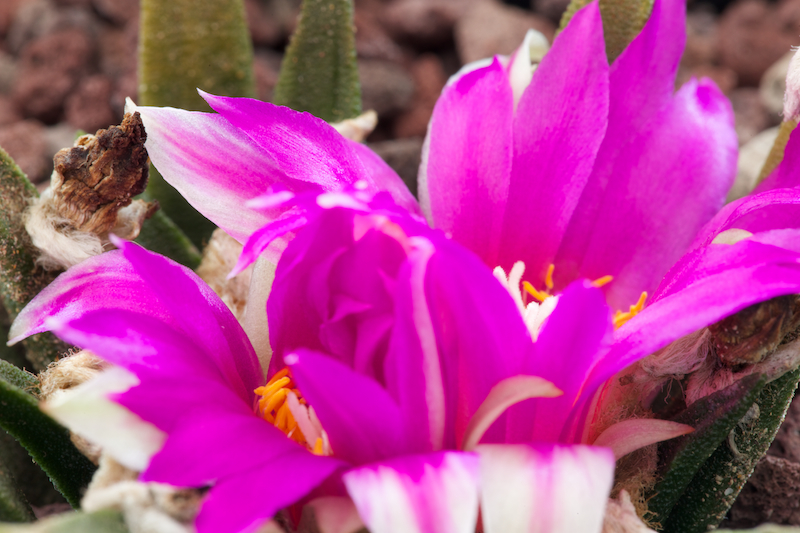 Ariocarpus agavoides 