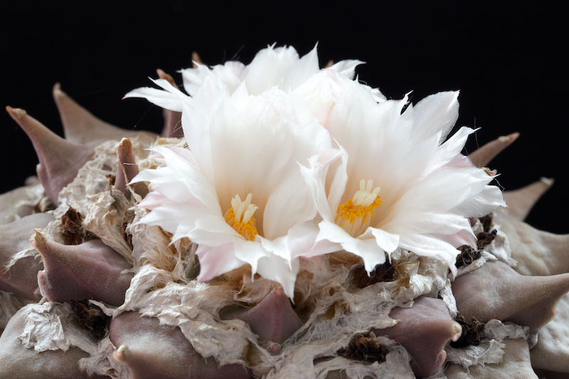 Ariocarpus retusus 