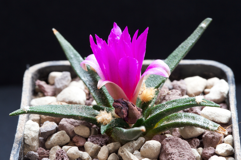 Ariocarpus agavoides 