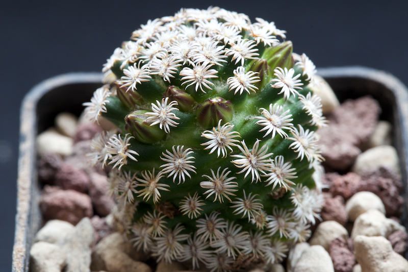 Mammillaria hernandezii 