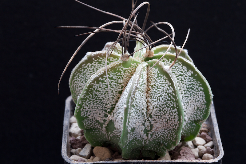 Astrophytum capricorne v. major P 368