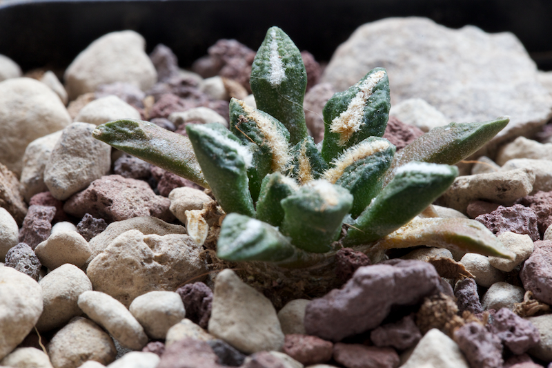 Ariocarpus kotschoubeyanus v. elephantidens 