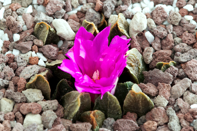 Ariocarpus scaphirostris 