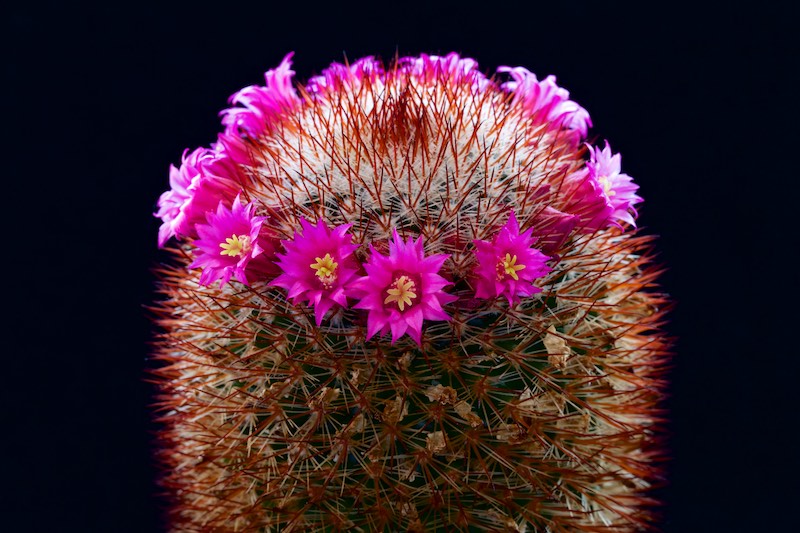 Mammillaria meyranii 